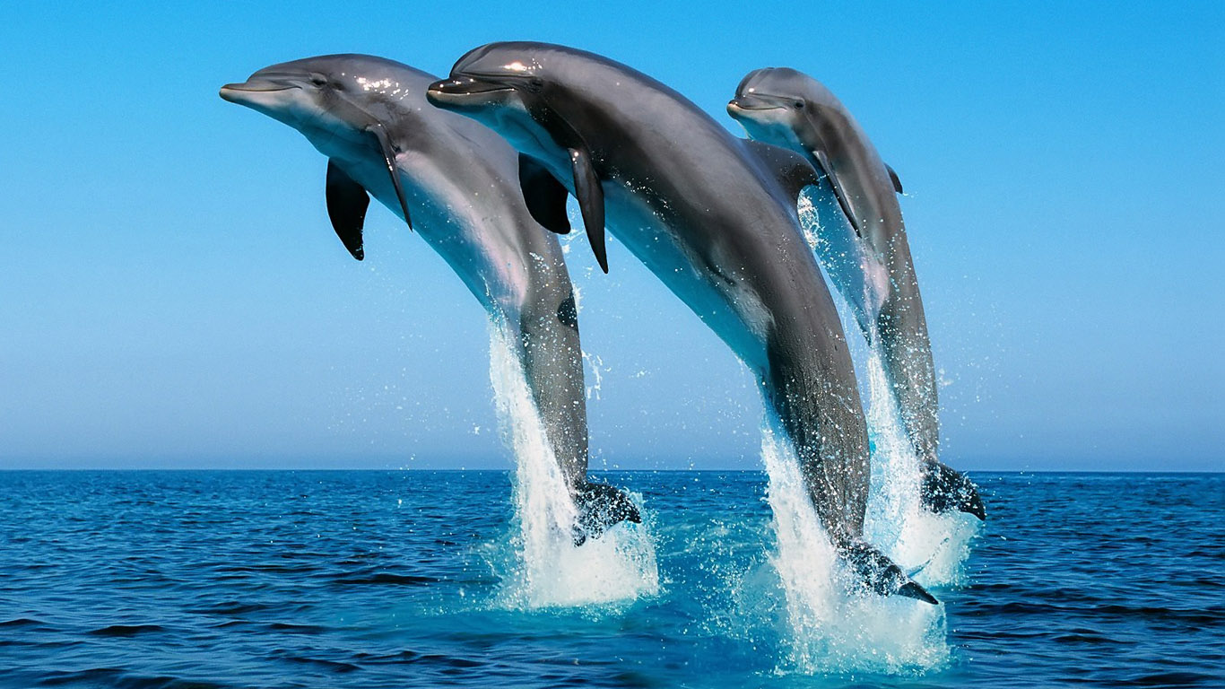 http://2.bp.blogspot.com/-n0qR5LzERNE/T8J_PrMHTCI/AAAAAAAAQYc/DuJKd3ptZMY/s1600/Animais+Full+HD+dfoto3d.blogspot.com+(31).jpg
