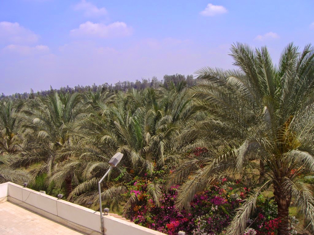 مزرعة للبيع في بلبيس بالشرقية 16 فدان Farm For Sale In Bilbeis مزارع للبيع بمصر