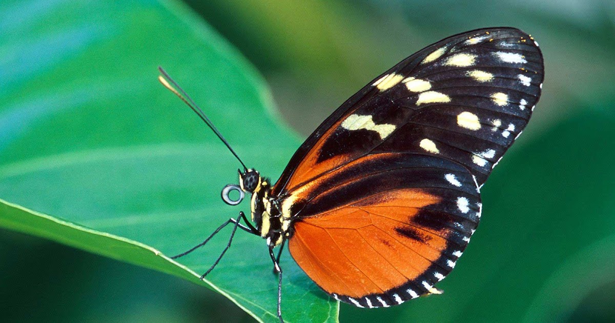 Wallpaper and background 1080: Butterfly wallpaper background 1080