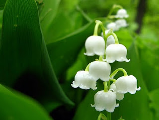 7 Bunga Cantik Mengandung Racun Mematikan [ www.BlogApaAja.com ]