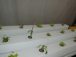 Cultivo de lechuga hidroponica