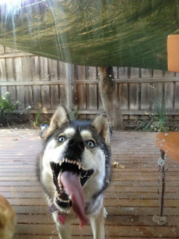 How to clean your window properly (4 pics) Amazing Creatures