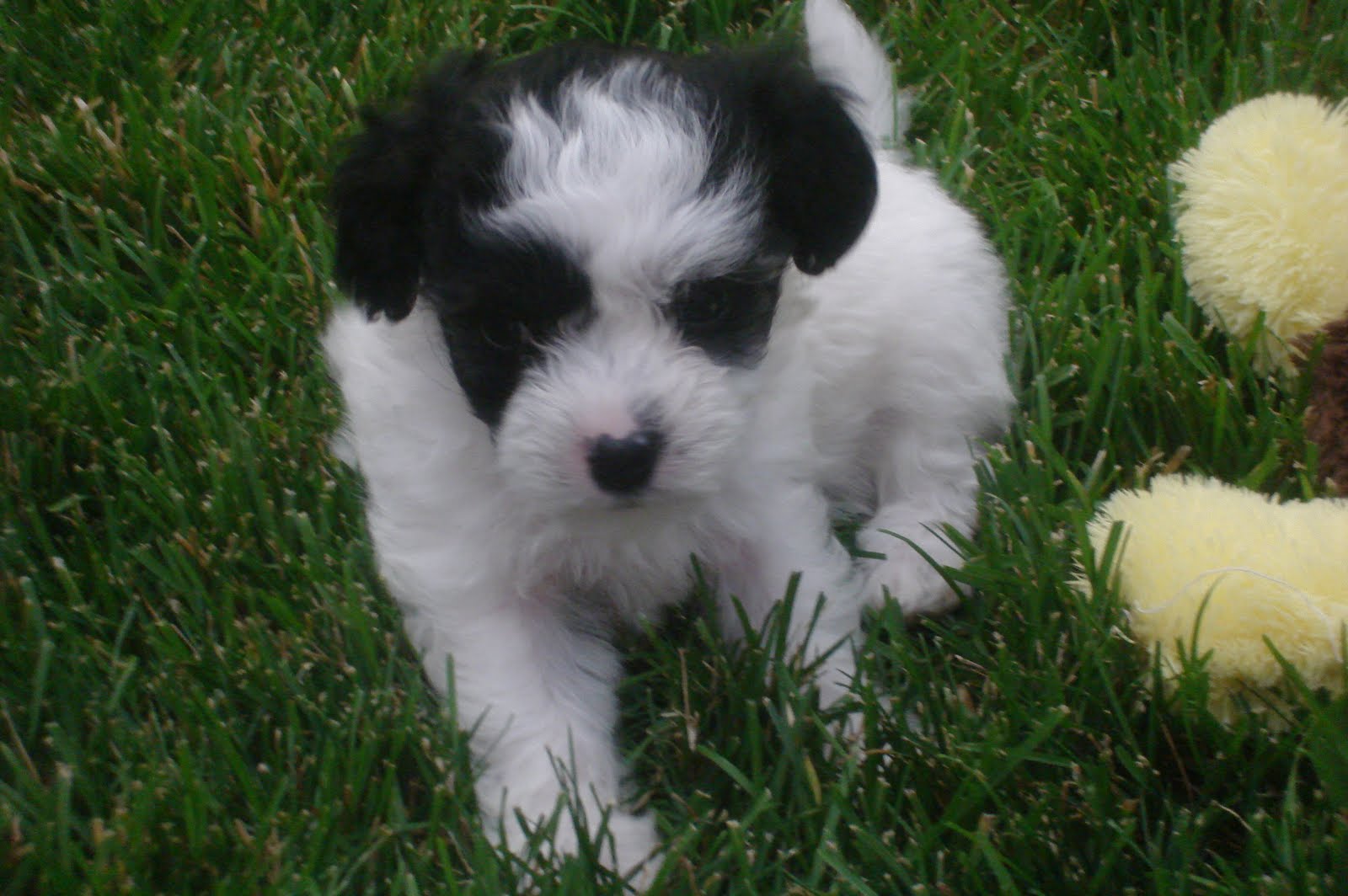 Best Biton Puppies! Our Black & White Bitons