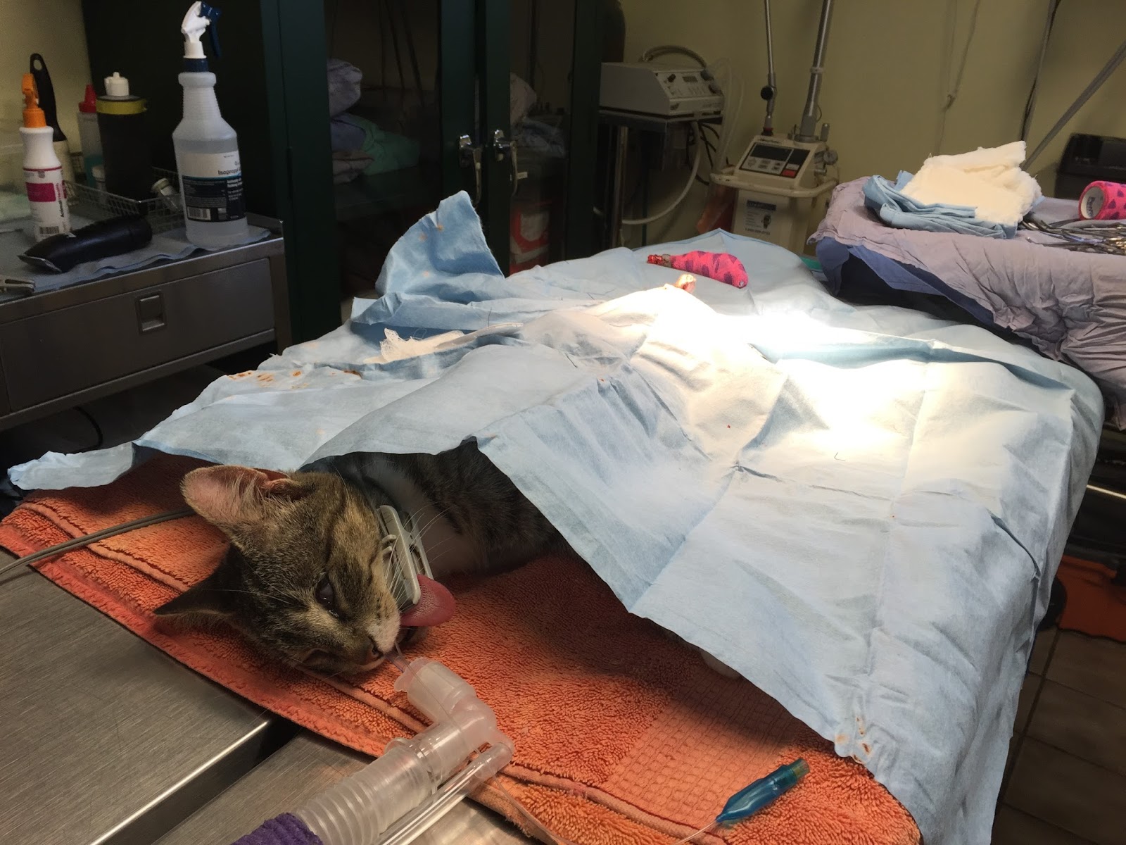 Diary of a RealLife Veterinarian Rotten Cat Tails. What are your