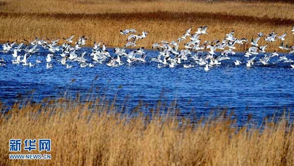 China Indonesia Information Burung Camar Terbang Melayang Di Dalian