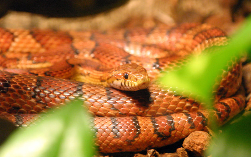 CORN SNAKES SNAKES