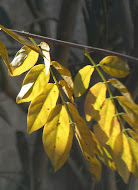 "En otoño cada hoja es una flor."