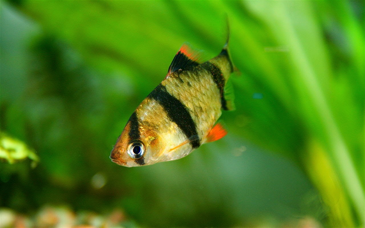 tiger tetra fish