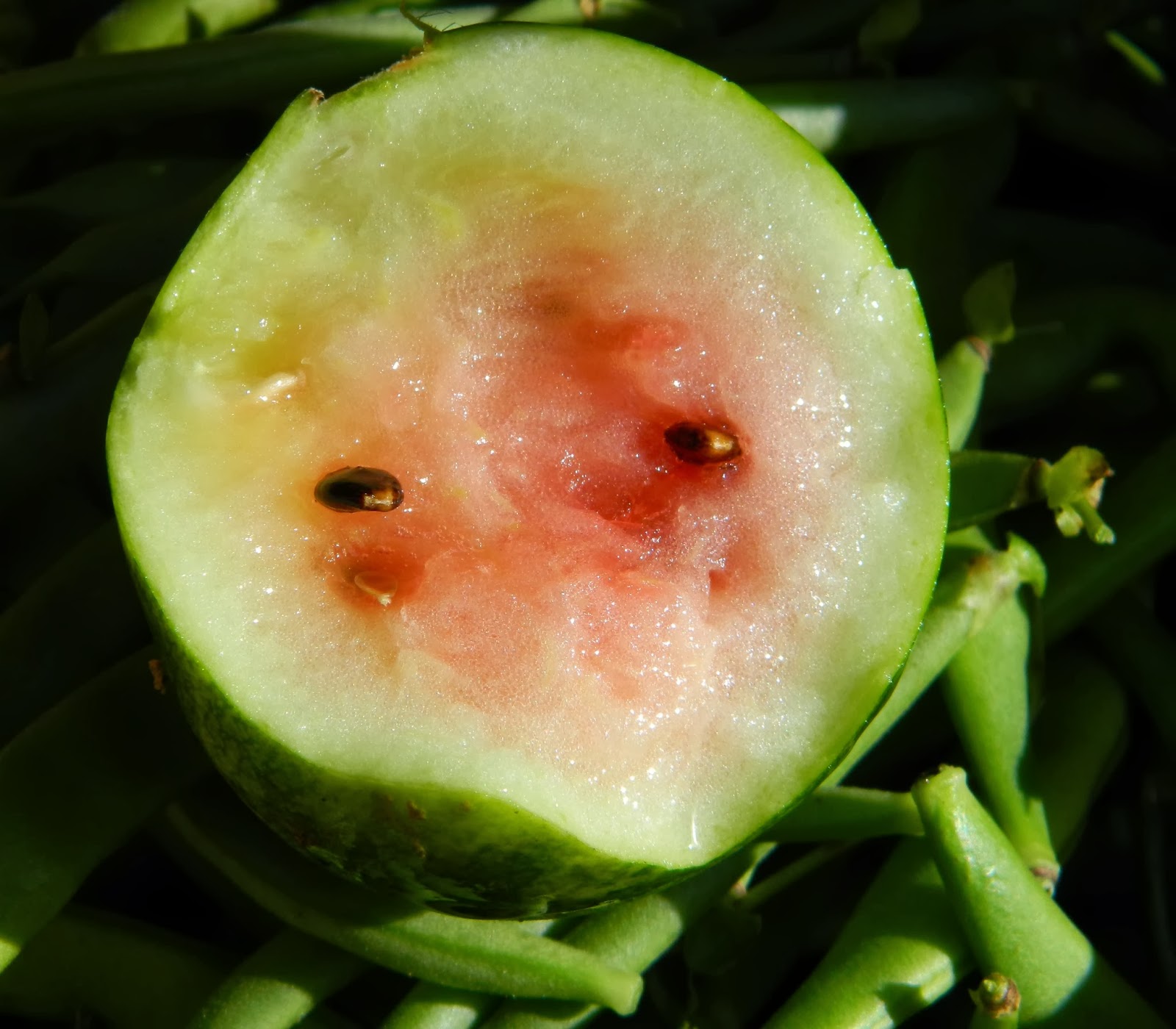 Lise's Log Cabin Life Lise's Cinnamon Applesauce & Watermelon