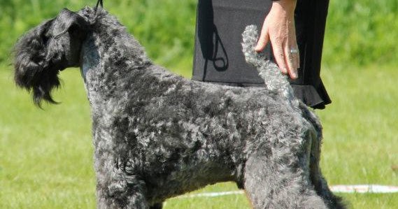 torum kerry blue terriers