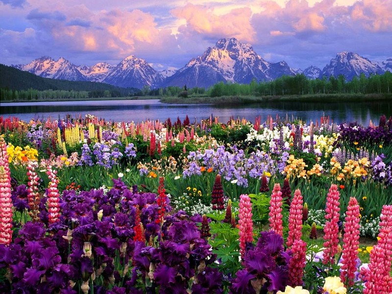 Beautiful Flowers Fields