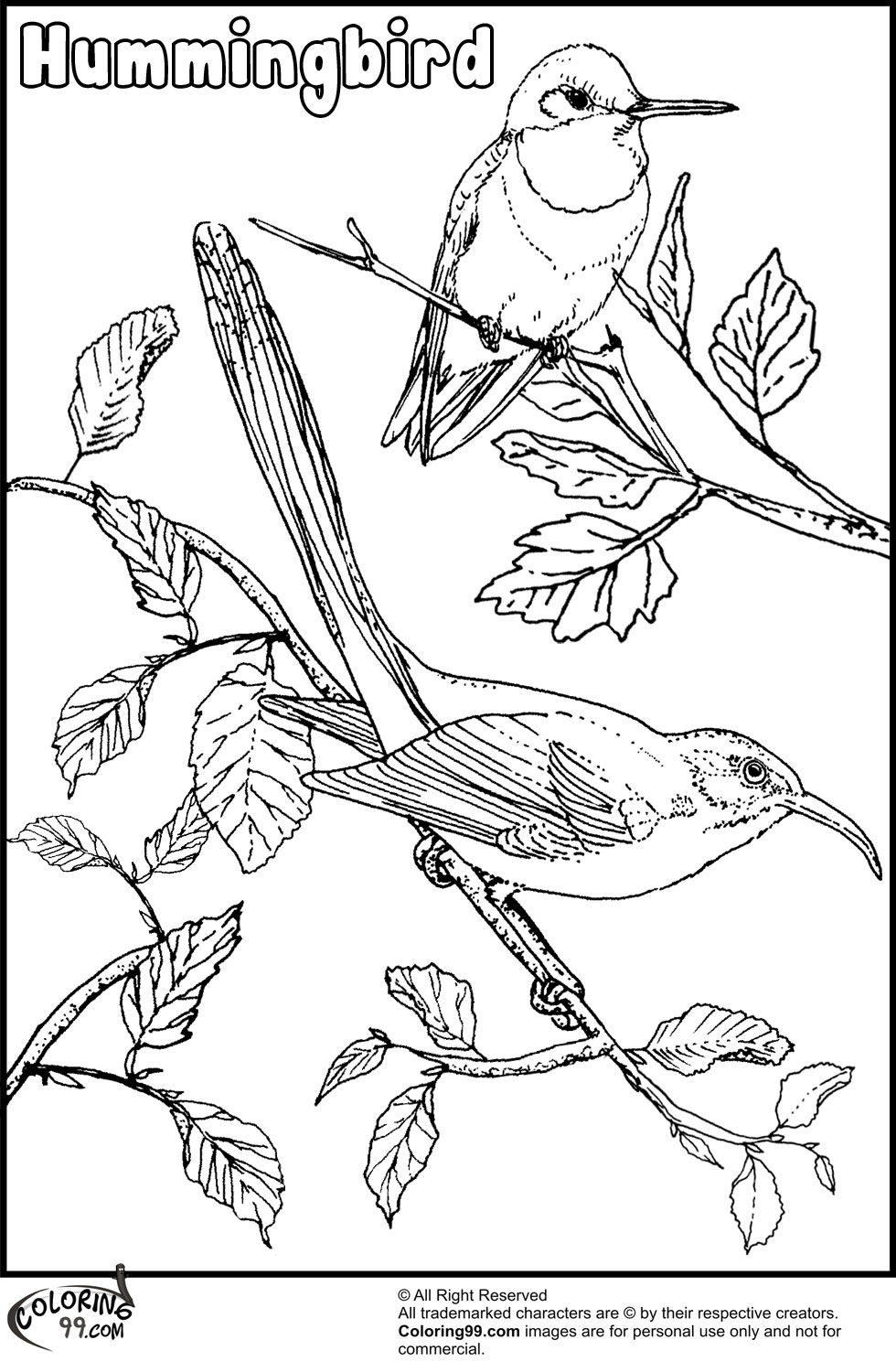 Hummingbird Coloring Pages | Team colors