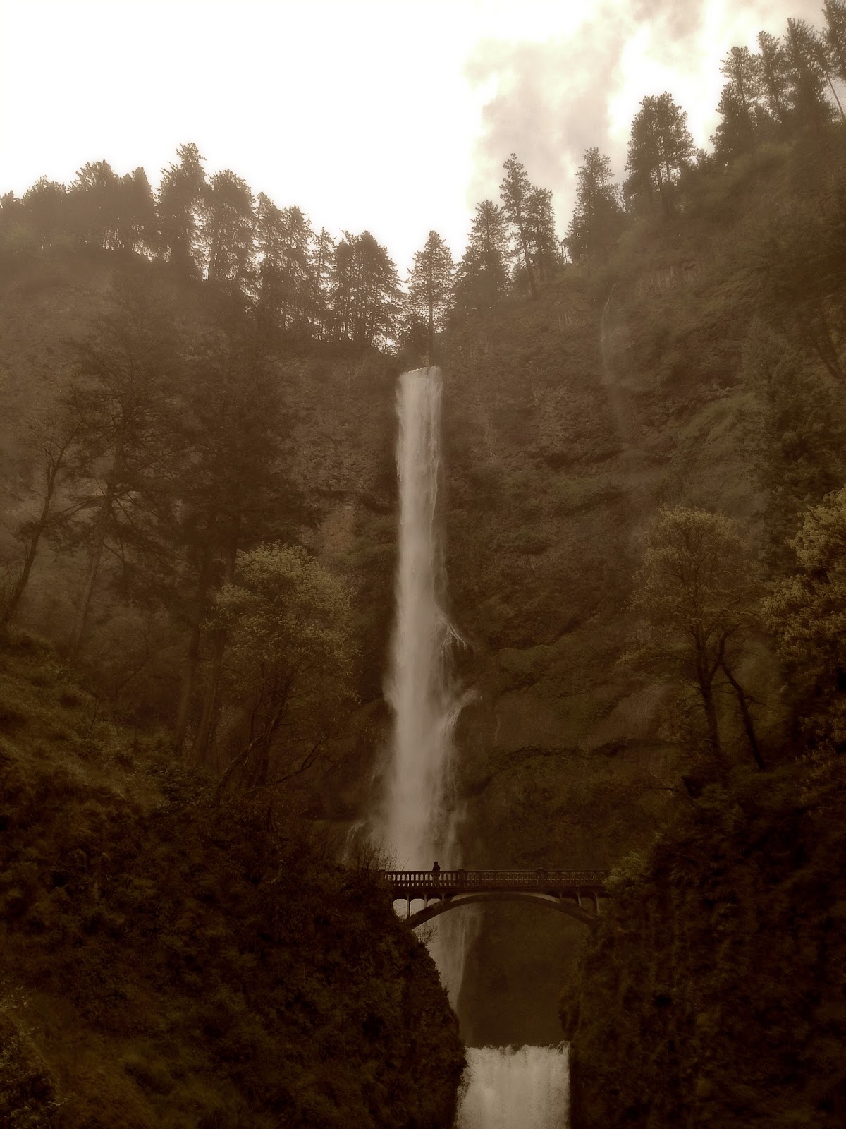 The Purple Martin Photos From Our Trip to Oregon