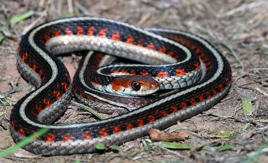 Garter Snakes HD Wallpapers HD Wallpapers Blog