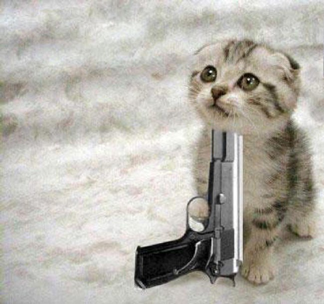 Gatito+suicida.bmp