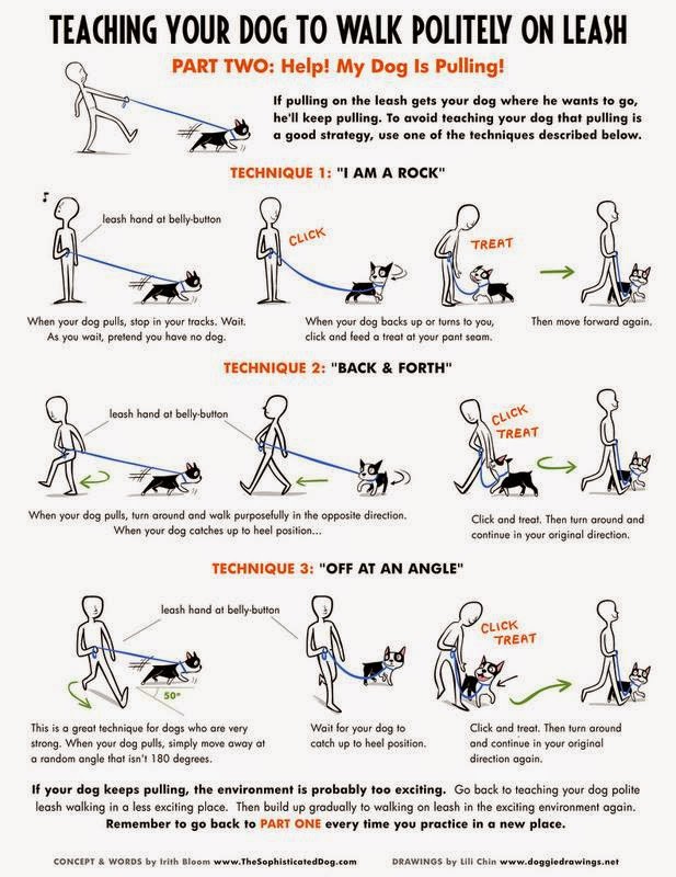 Hundbloggen Ingelstadgymnasiet DRAR I KOPPEL, HJÄLP!?