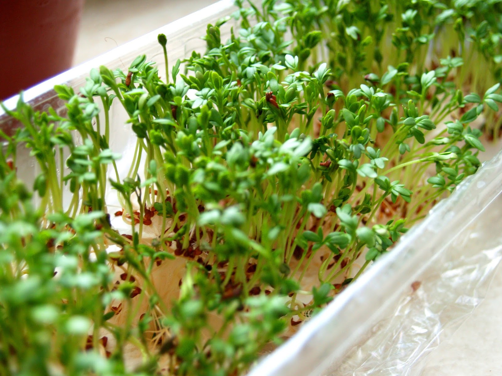 Gourmet Balance from homemade to Gourmet How to grow cress indoors?