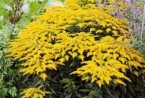 Solidago_x_hybrida.jpg