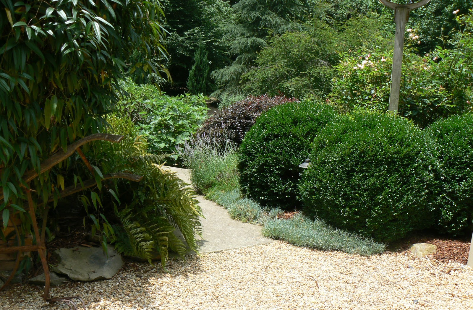 43 Best Fringe Flower Shrub Images In 2020 Garden Shrubs Plants