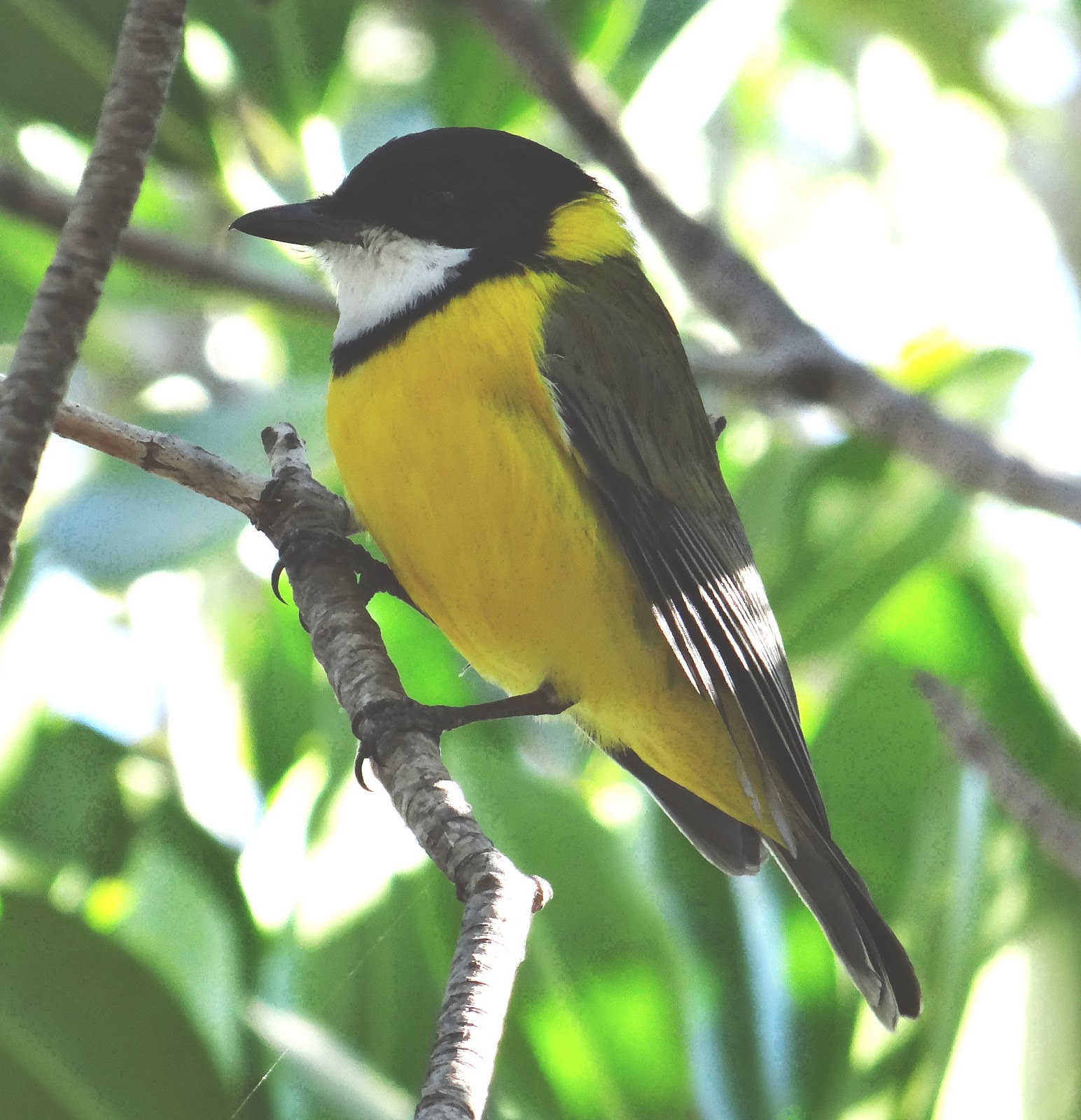 Golden Whistler
