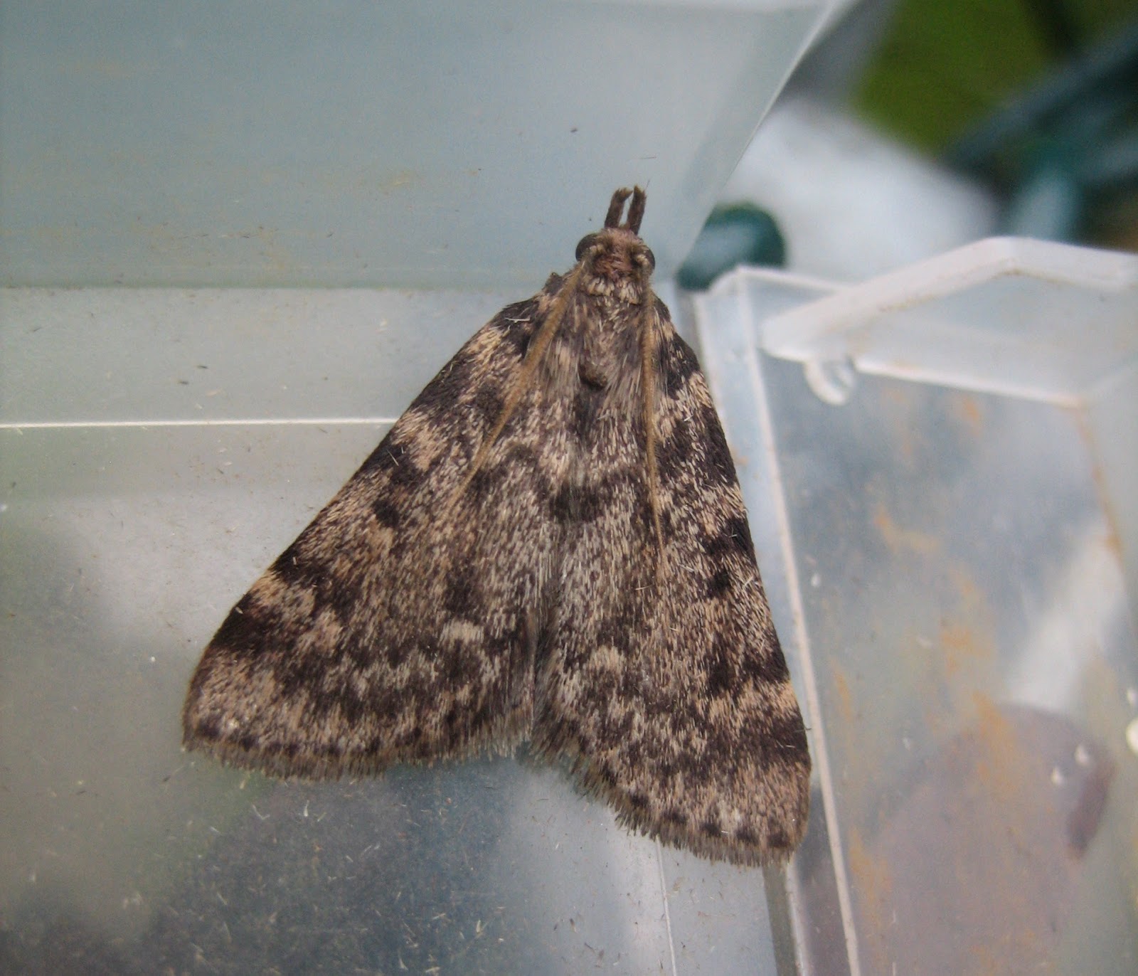 25 Moths In Bedroom That Will Steal The Show Lentine Marine