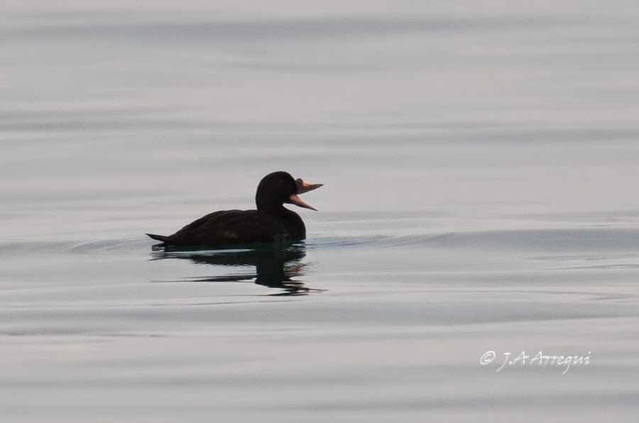 Negrón común, Melanitta nigra, Common Scoter. Negrón común, Melanitta nigra, Common Scoter.