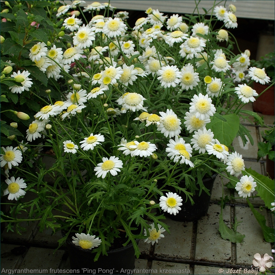 Argyranthemum frutescens 'Ping Pong' - Argyrantema krzewiasta