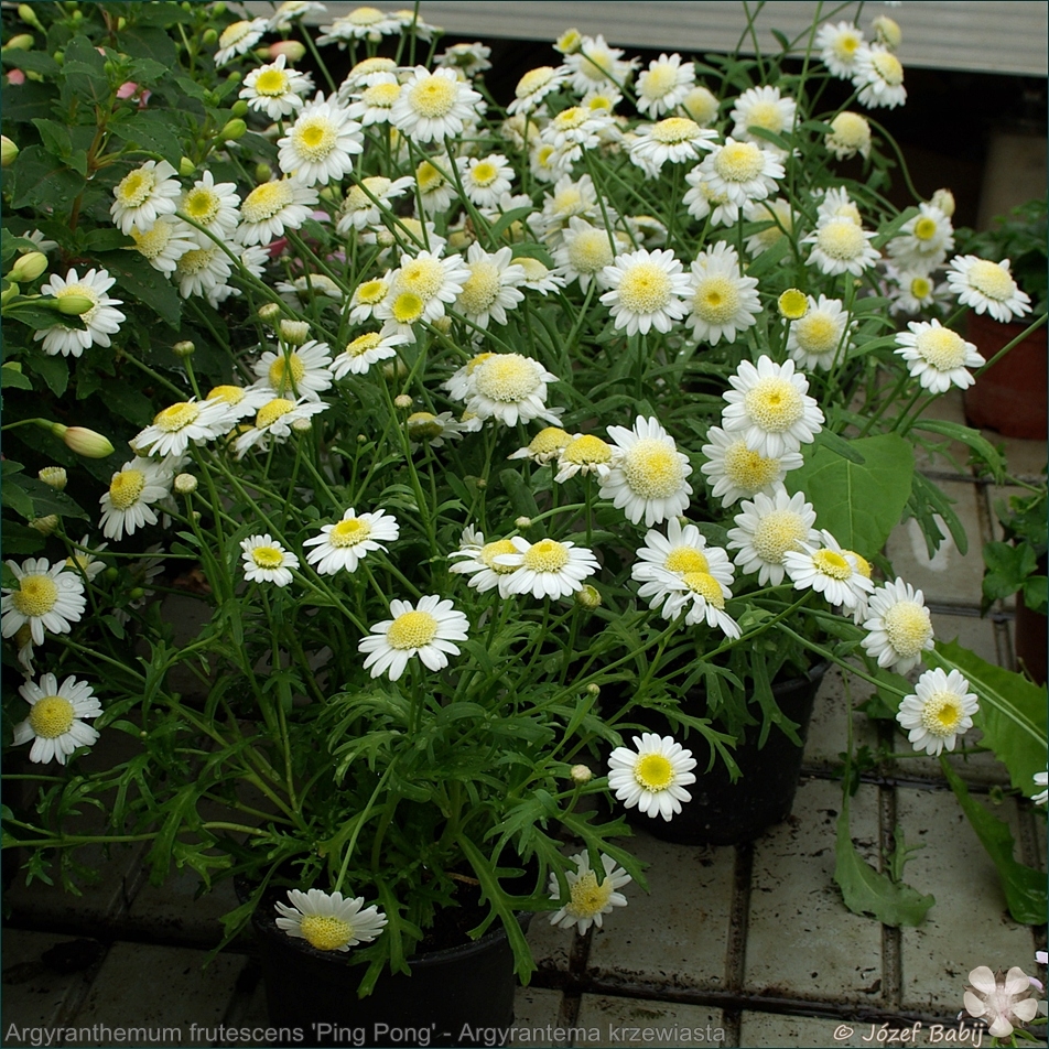 Argyranthemum frutescens 'Ping Pong' - Argyrantema krzewiasta 