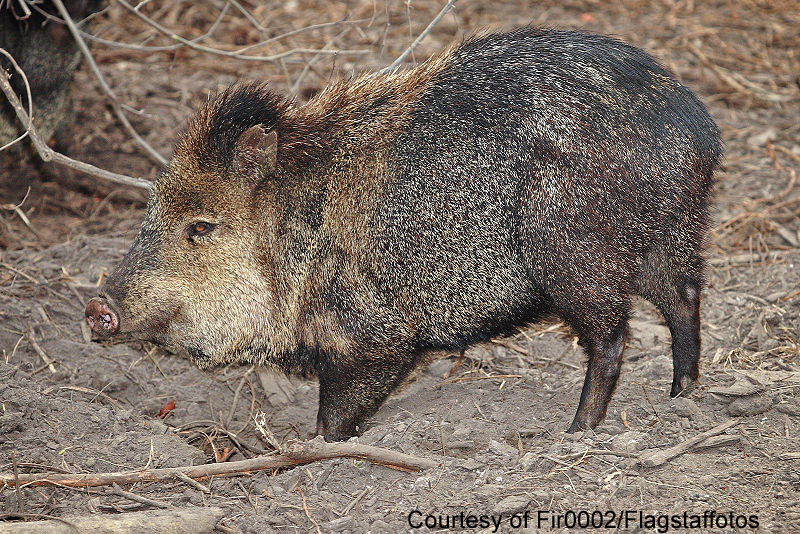 Biggest Wild Boar