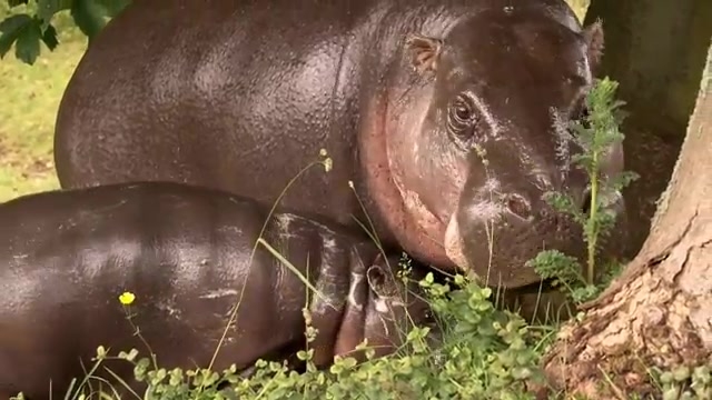 Niger Africa Animals