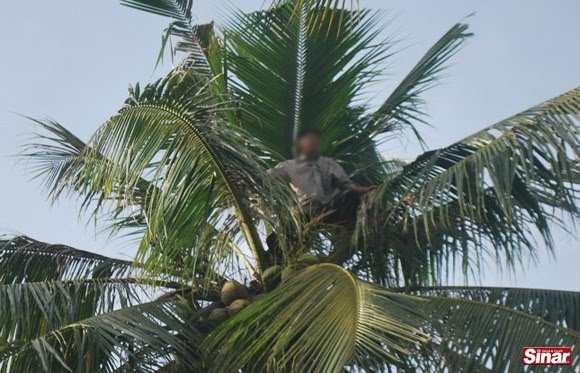 gambar pokok kelapa