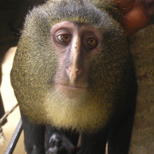 Natureza - Fotógrafa flagra raro filhote albino de macaco na