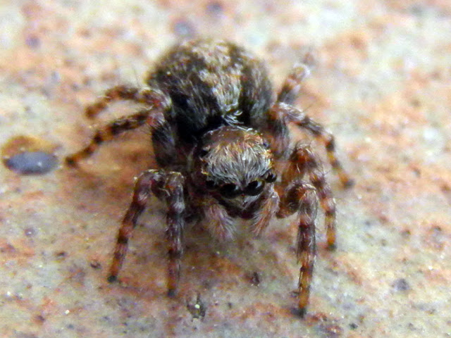 Naturaleza Viva : mayo 2012