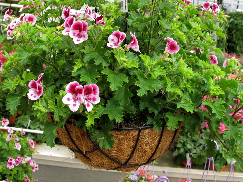 Plantas y flores Cestas colgantes Plantas y flores Cestas colgantes