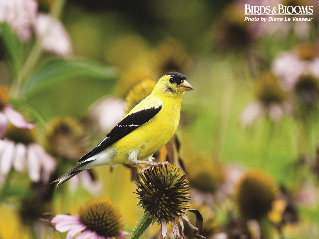 Birds And Blooms Wallpaper Wallpaper & Pictures