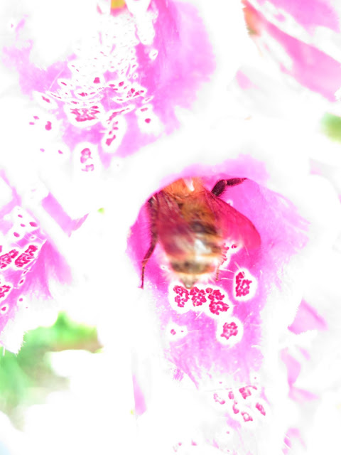 Blurred picture of bee in foxglove flower with only parts of its patterns showing.