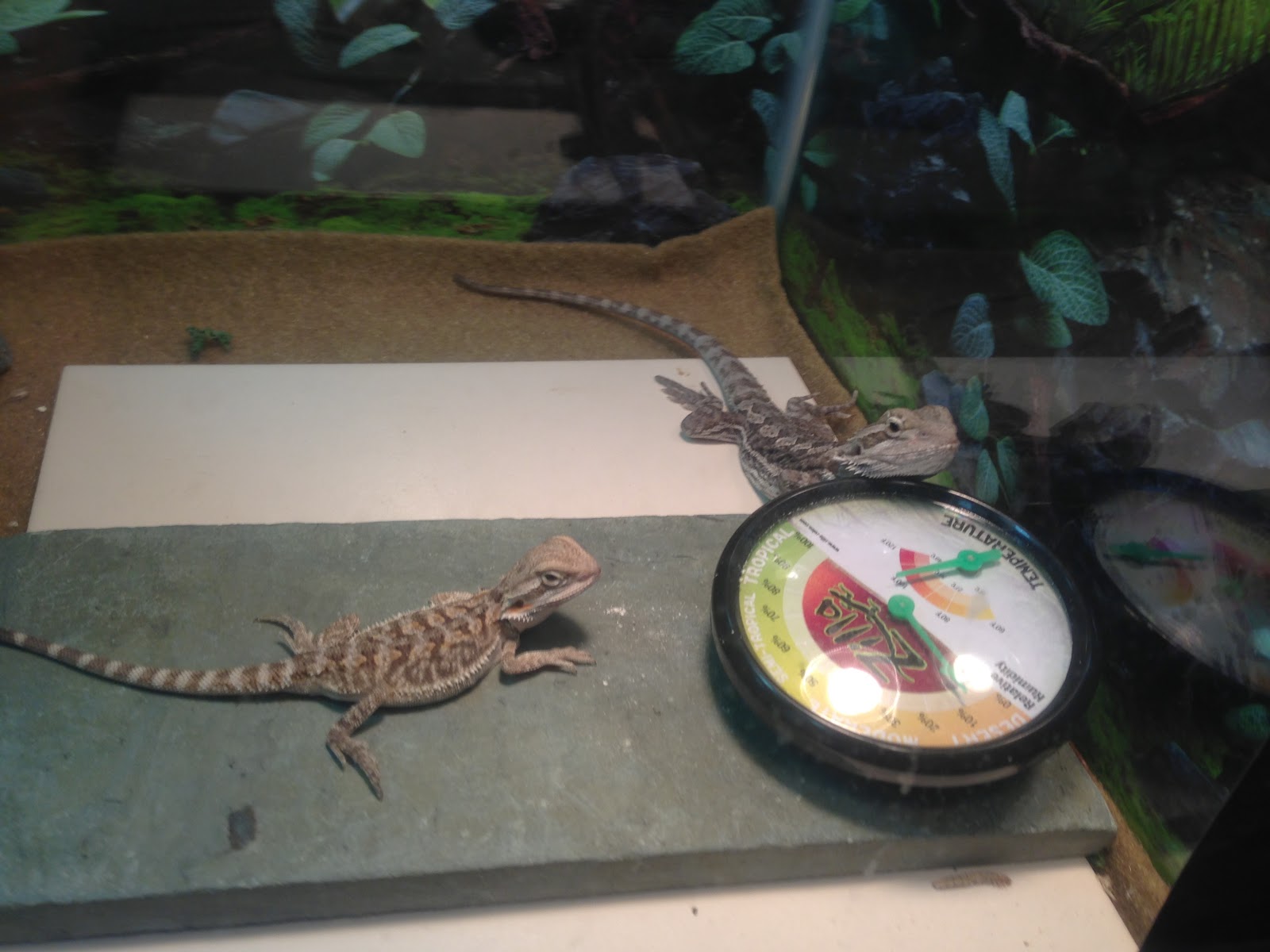bearded-dragon-basking