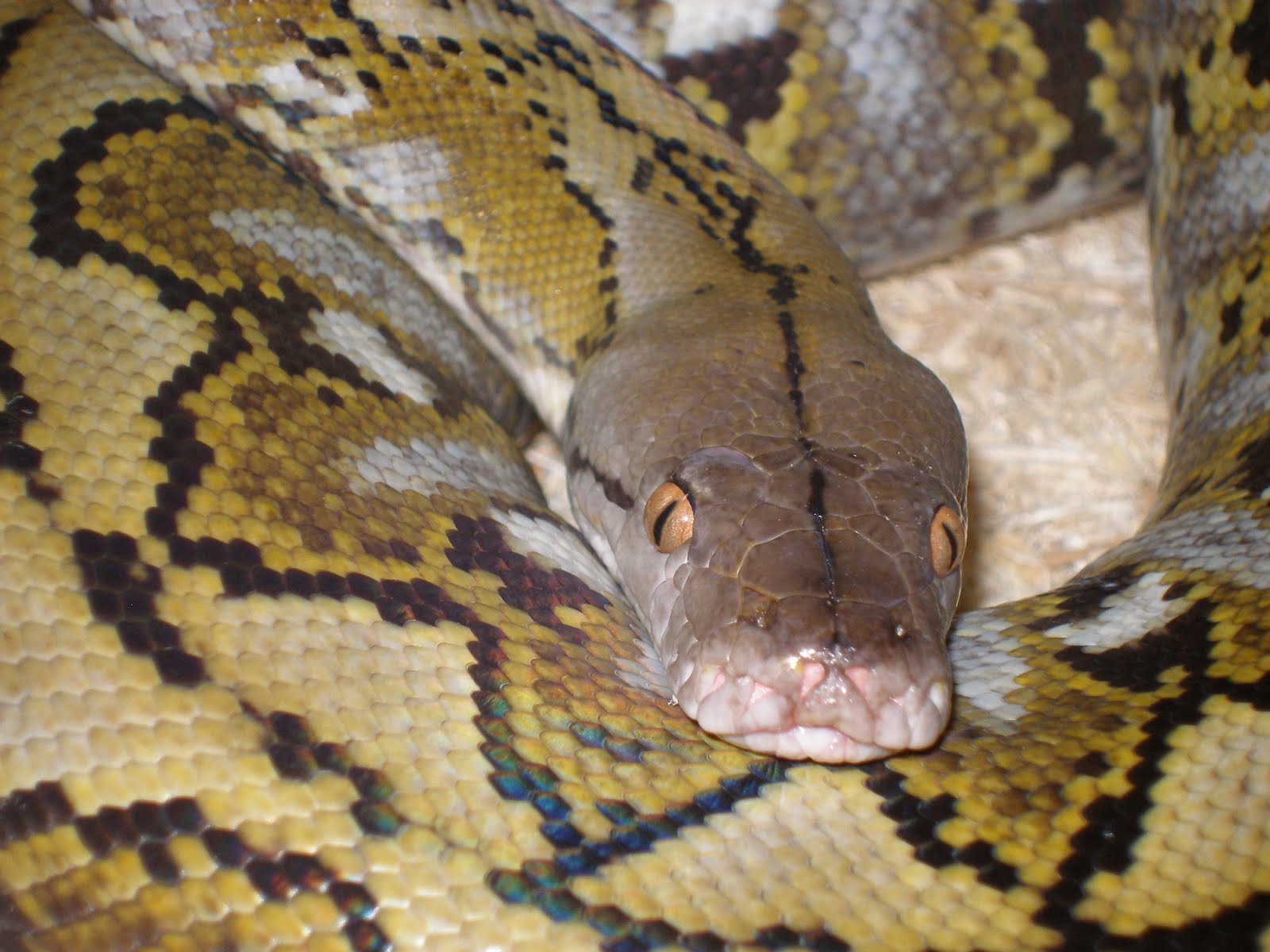 Teen Reality: African Rock Python