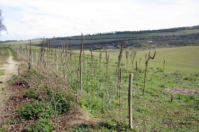 Remains of Mullein from last year.  Nashenden Down Nature Reserve, 14 April 2012.