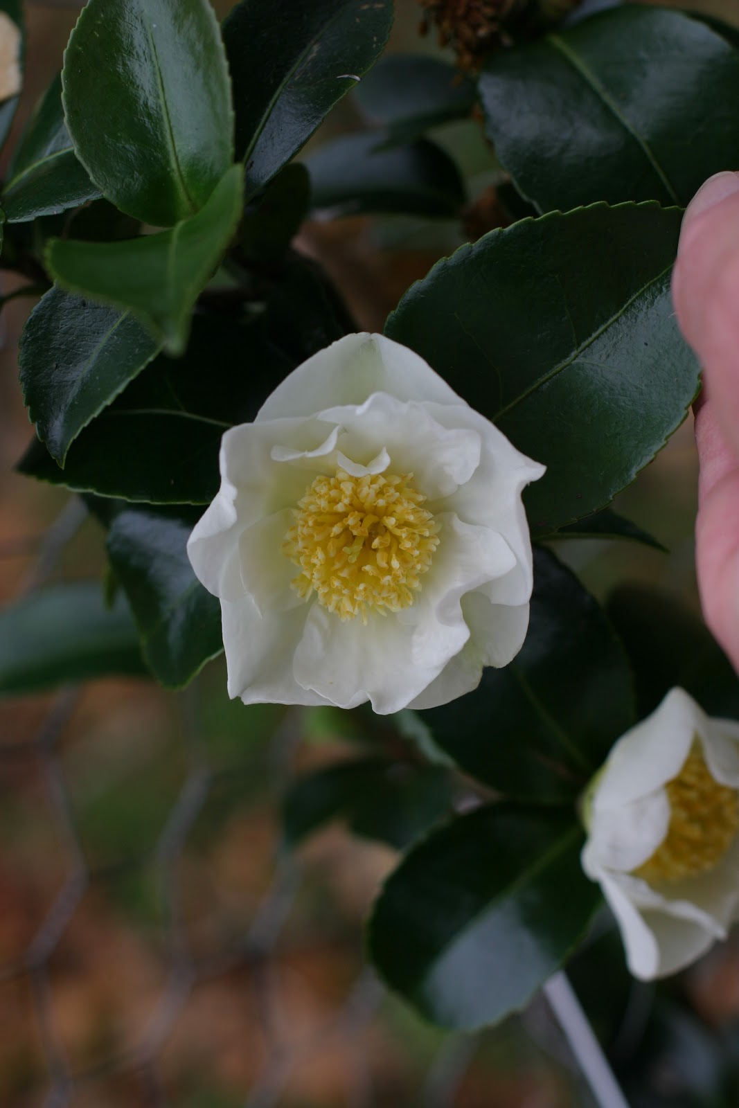 Secrets Of A Seed Scatterer White Camellias