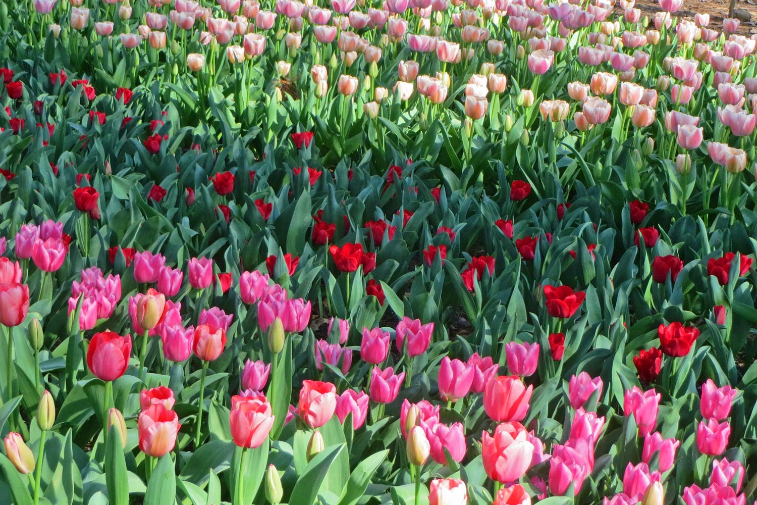 An Arkies Musings Tulip Mania