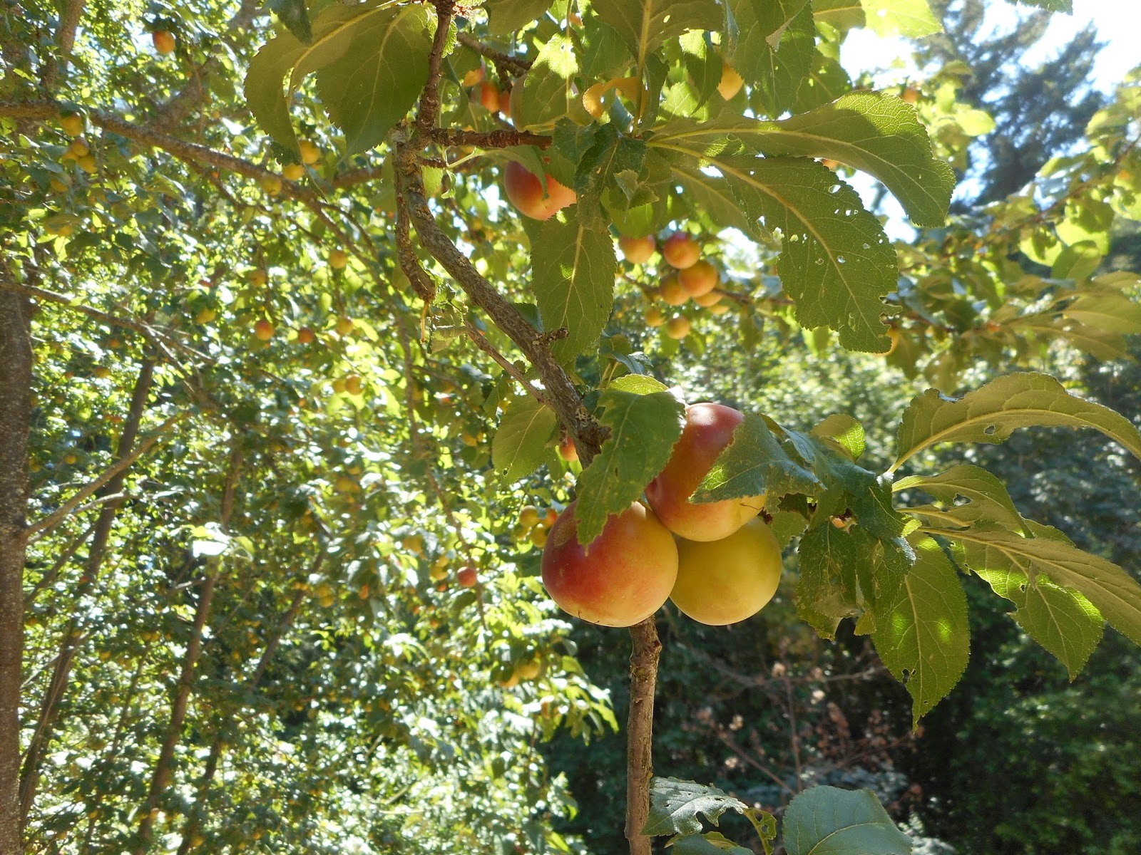queen of the castle recipes Plum Fruit Leather