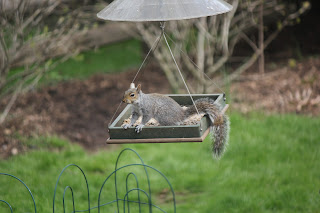 Squirrel on a bird feeder.