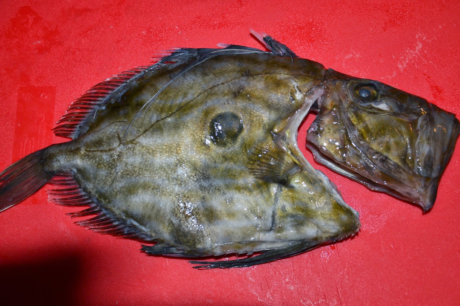 St Petersfisk Med Poteter