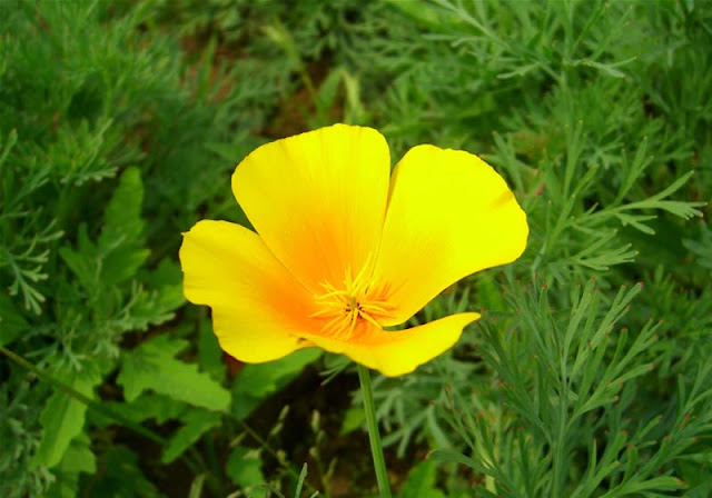 California Poppy Flowers Pictures