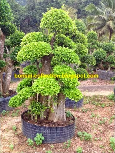 Bonsai-collection.blogspot.com
