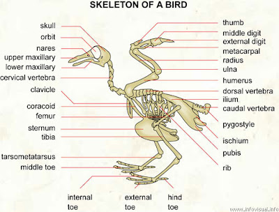 Animal Structure (Struktur Hewan) 056+Skeleton+of+a+bird