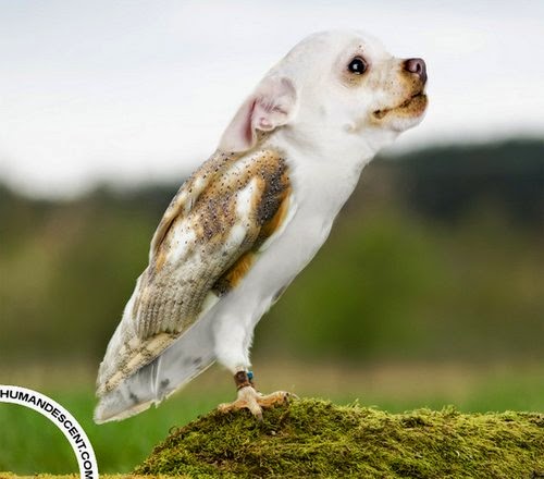 29-Owldog-Martin-Humandescent-Surreal-Animal-Mashup-www-designstack-co