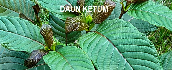 Pokok Ketum Apa Gunanya Condenpe