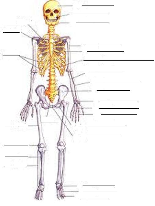 Fisiologia humana sistema nervoso